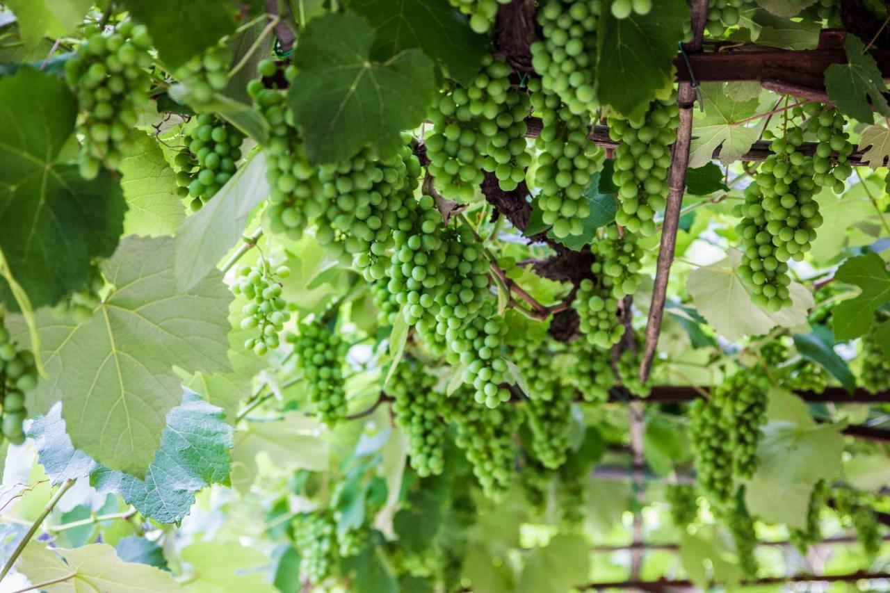 Podere Le Chiuse Sovana Exteriör bild